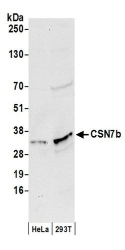 CSN7b Polyclonal Antibody, Bethyl Laboratories 20 &mu;L; Unconjugated:Antibodies,