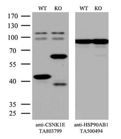 CSNK1E Mouse anti-Human, Clone: OTI5D4, TrueMAB , Origene 30 &mu;L; Unconjugated:Antibodies,