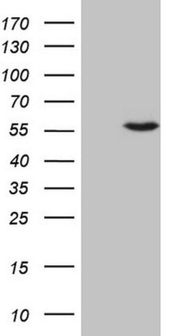 CSNK1G1 Mouse anti-Human, Clone: OTI4F12, lyophilized, TrueMAB 100 &mu;g;