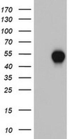 CSNK1G2 Monoclonal Antibody (OTI3G4), TrueMAB , OriGene 30 &mu;L; Unconjugated:Antibodies,
