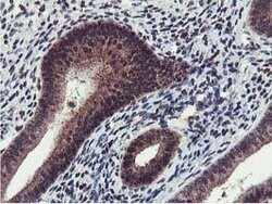 CST2 Mouse anti-Human, Clone: OTI1D6, lyophilized, TrueMAB 100 &mu;g; Unconjugated:Antibodies,