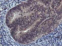 CST2 Mouse anti-Human, Clone: OTI1D6, lyophilized, TrueMAB 100 &mu;g; Unconjugated:Antibodies,