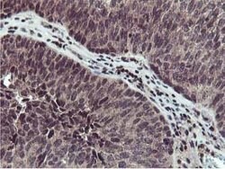 CST2 Mouse anti-Human, Clone: OTI1D6, lyophilized, TrueMAB 100 &mu;g; Unconjugated:Antibodies,