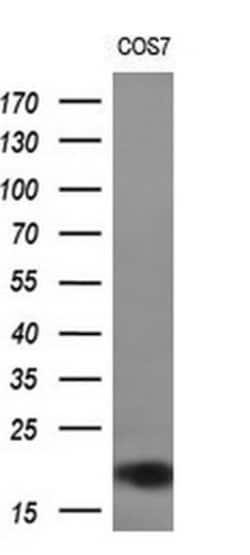 CST2 Mouse anti-Human, Clone: OTI5C2, lyophilized, TrueMAB 100 &mu;g; Unconjugated:Antibodies,