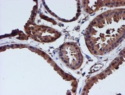 CST3 Mouse anti-Human, Clone: OTI2C8, lyophilized, TrueMAB 100 &mu;g; Unconjugated:Antibodies,
