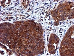 CST3 Mouse anti-Human, Clone: OTI2C8, lyophilized, TrueMAB 100 &mu;g; Unconjugated:Antibodies,