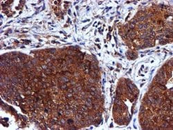 CST3 Monoclonal Antibody (OTI2C8), TrueMAB , OriGene:Antibodies:Primary
