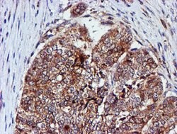 CST3 Mouse anti-Human, Clone: OTI2C8, lyophilized, TrueMAB 100 &mu;g; Unconjugated:Antibodies,