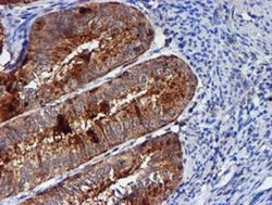 CST3 Mouse anti-Human, Clone: OTI2C8, lyophilized, TrueMAB 100 &mu;g; Unconjugated:Antibodies,
