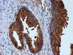 CST3 Mouse anti-Human, Clone: OTI2C8, lyophilized, TrueMAB 100 &mu;g; Unconjugated:Antibodies,