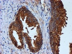 CST3 Monoclonal Antibody (OTI2C8), TrueMAB , OriGene:Antibodies:Primary