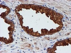 CST3 Mouse anti-Human, Clone: OTI2C8, lyophilized, TrueMAB 100 &mu;g; Unconjugated:Antibodies,