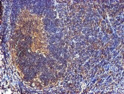 CST3 Mouse anti-Human, Clone: OTI2C8, lyophilized, TrueMAB 100 &mu;g; Unconjugated:Antibodies,
