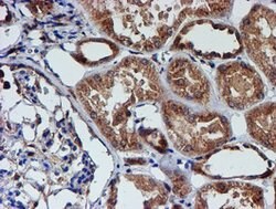 CST3 Mouse anti-Human, Clone: OTI2C8, lyophilized, TrueMAB 100 &mu;g; Unconjugated:Antibodies,