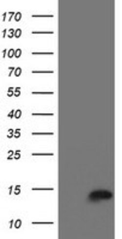 CST3 Mouse anti-Human, Clone: OTI2C8, lyophilized, TrueMAB 100 &mu;g; Unconjugated:Antibodies,