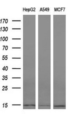 CST3 Mouse anti-Human, Clone: OTI2C8, lyophilized, TrueMAB 100 &mu;g; Unconjugated:Antibodies,