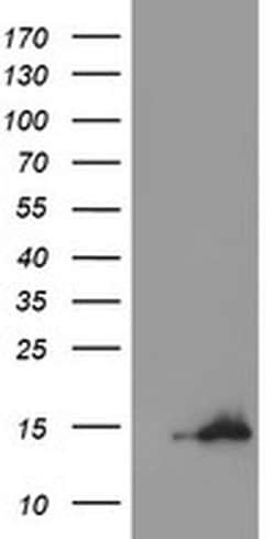 CST3 Monoclonal Antibody (OTI2C11), TrueMAB , OriGene 30 &mu;L; Unconjugated:Antibodies,