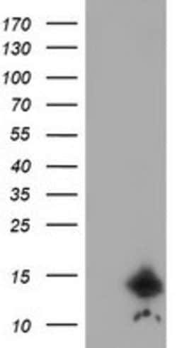 CST3 Mouse anti-Human, Clone: OTI7G8, lyophilized, TrueMAB 100 &mu;g; Unconjugated:Antibodies,