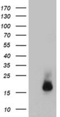 CST3 Mouse anti-Human, Clone: OTI7B8, lyophilized, TrueMAB 100 &mu;g; Unconjugated:Antibodies,
