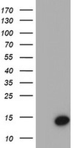 CST4 Mouse anti-Human, Clone: OTI1A3, TrueMAB , Origene 30 &mu;L; Unconjugated:Antibodies,