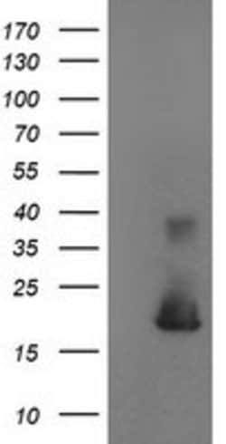 CST4 Mouse anti-Human, Clone: OTI2H10, lyophilized, TrueMAB 100 &mu;g;