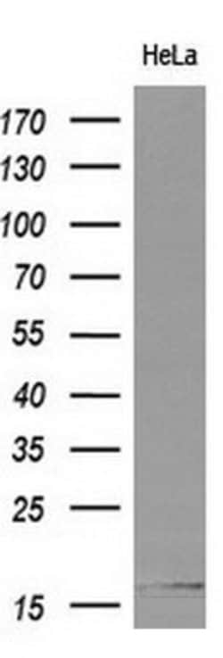 CST4 Mouse anti-Human, Clone: OTI2H10, lyophilized, TrueMAB 100 &mu;g;