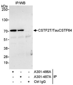 CSTF2T/TauCSTF64 Rabbit anti-Human, Polyclonal, Bethyl Laboratories 100