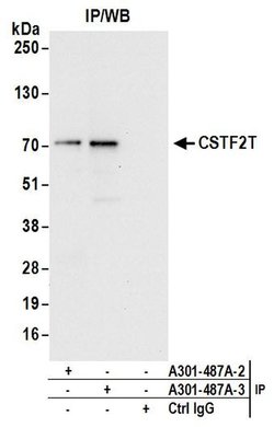 CSTF2T/TauCSTF64 Rabbit anti-Human, Polyclonal, Bethyl Laboratories 100
