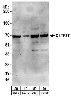 CSTF2T/TauCSTF64 Rabbit anti-Human, Polyclonal, Bethyl Laboratories 100
