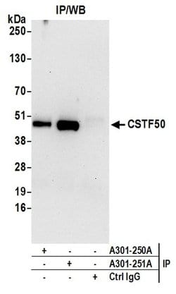CSTF50 Rabbit anti-Human, Mouse, Polyclonal, Bethyl Laboratories 100 &mu;L;