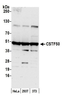 CSTF50 Polyclonal Antibody, Bethyl Laboratories 20 &mu;L; Unconjugated:Antibodies,