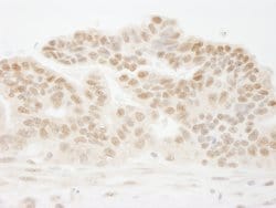 CSTF50 Polyclonal Antibody, Bethyl Laboratories:Antibodies:Primary Antibodies