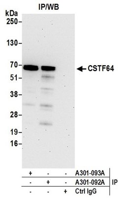 CSTF64 Rabbit anti-Human, Polyclonal, Bethyl Laboratories 100 &mu;L; Unconjugated:Antibodies,