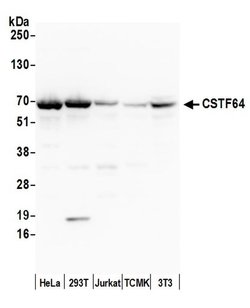 CSTF64 Rabbit anti-Human, Polyclonal, Bethyl Laboratories 100 &mu;L; Unconjugated:Antibodies,