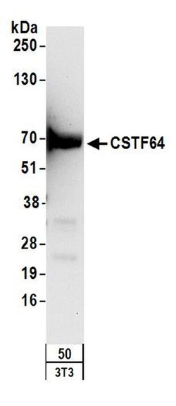 CSTF64 Rabbit anti-Human, Mouse, Polyclonal, Bethyl Laboratories 100 &mu;L;