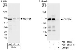 CSTF64 Rabbit anti-Human, Mouse, Polyclonal, Bethyl Laboratories 100 &mu;L;
