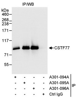 CSTF77 Rabbit anti-Human, Polyclonal, Bethyl Laboratories 100 &mu;L; Unconjugated:Antibodies,