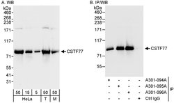 CSTF77 Rabbit anti-Human, Mouse, Polyclonal, Bethyl Laboratories 100 &mu;L;