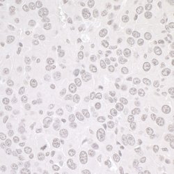 CTCF Rabbit anti-Human, Mouse, Polyclonal, Bethyl Laboratories 100 &mu;L;