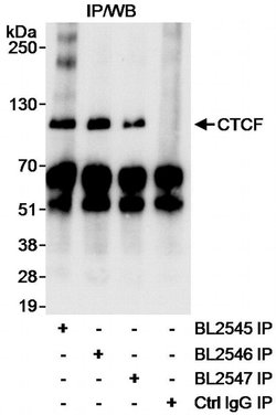 CTCF Rabbit anti-Human, Polyclonal, Bethyl Laboratories 100 &mu;L; Unconjugated:Antibodies,