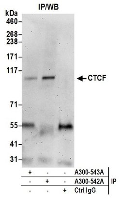 CTCF Rabbit anti-Human, Mouse, Polyclonal, Bethyl Laboratories 100 &mu;L;