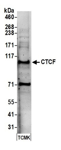 CTCF Rabbit anti-Human, Mouse, Polyclonal, Bethyl Laboratories 100 &mu;L;