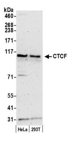 CTCF Rabbit anti-Human, Mouse, Polyclonal, Bethyl Laboratories 100 &mu;L;