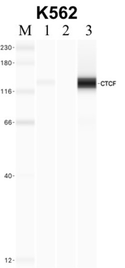 Invitrogen CTCF Polyclonal Antibody 100 &mu;L | Buy Online | Invitrogen&trade; | Fisher Scientific