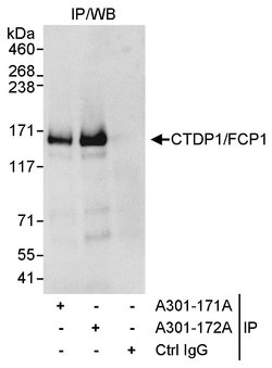 CTDP1/FCP1 Rabbit anti-Human, Polyclonal, Bethyl Laboratories 100 &mu;l;