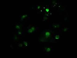 CTDSP1 Monoclonal Antibody (OTI1A10), TrueMAB , OriGene 30 &mu;L; Unconjugated:Antibodies,