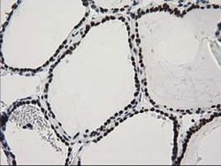 CTDSP1 Mouse anti-Human, Clone: OTI1G1, liquid, TrueMAB 100 &mu;L; Unconjugated:Antibodies,
