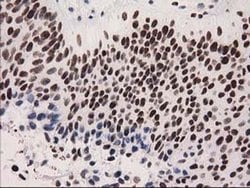 CTDSP1 Mouse anti-Human, Clone: OTI1G1, liquid, TrueMAB 100 &mu;L; Unconjugated:Antibodies,