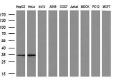 CTDSP1 Mouse anti-Human, Clone: OTI1G1, liquid, TrueMAB 100 &mu;L; Unconjugated:Antibodies,