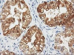 CTH Mouse anti-Canine, Human, Clone: OTI2D6, liquid, TrueMAB 100 &mu;L;